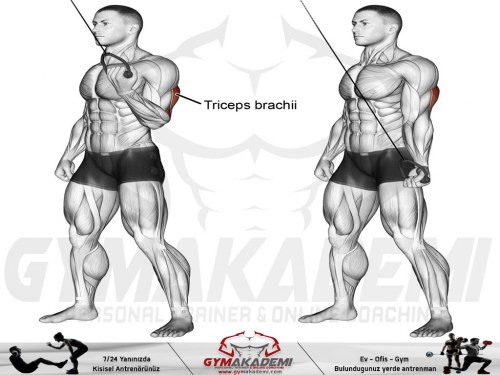 Cable one-arm reverse push-down