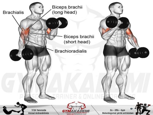 Standing Dumbbell Curl