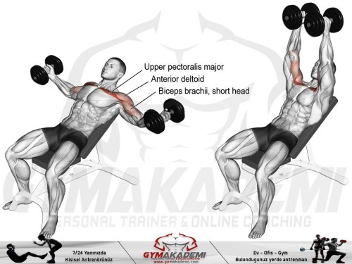 Incline dumbbell fly