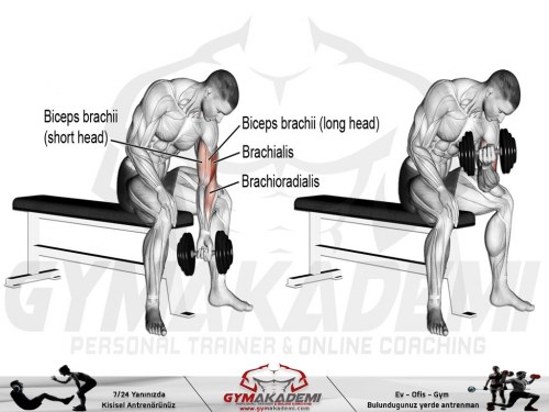 Seated Dumbbell Concentration Curls