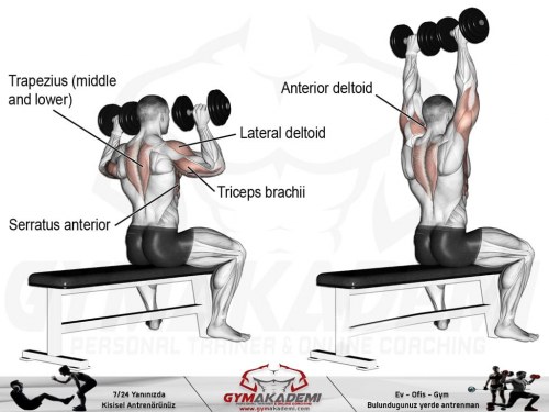 Seated Dumbbell Shoulder Press