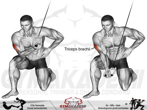 Cable kneeling concentration triceps extension