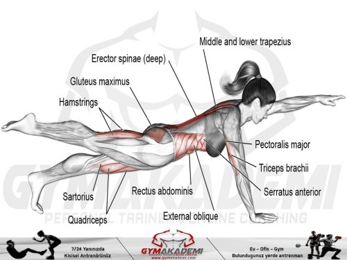High bird dog plank