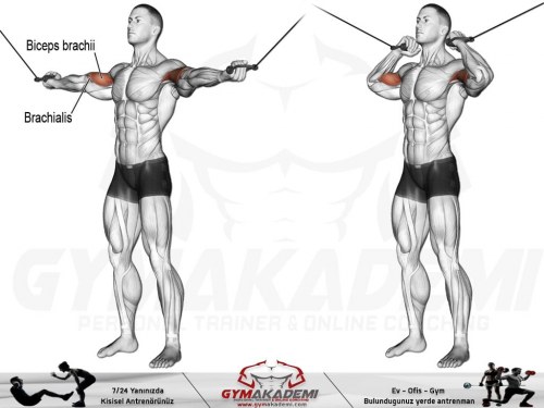 Overhead Cable Curl
