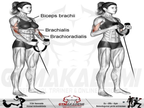 Cable Hammer curl