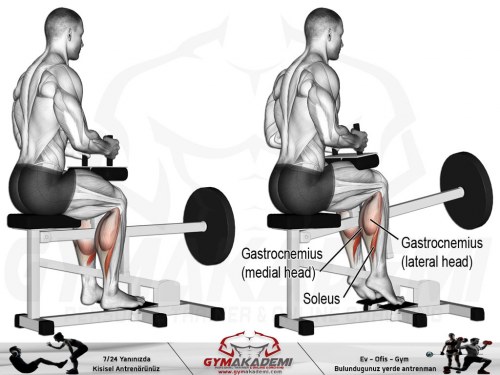 Seated Calf Raises
