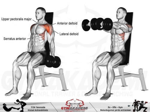 Seated dumbbell front raise