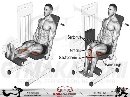 Seated Leg Curl