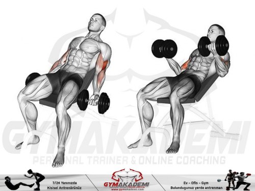 Seated Incline dumbbell curl