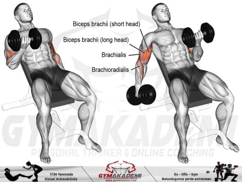 Seated alternate incline dumbbell curl