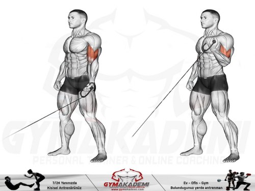 Standing One Arm Biceps Cable Curls